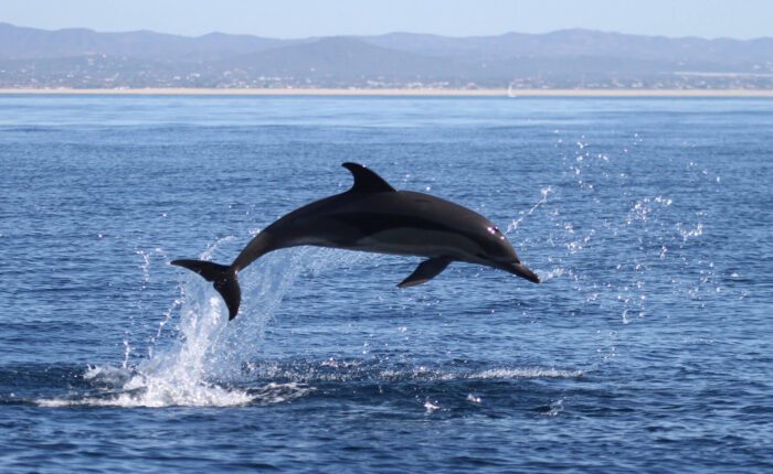 A common dolphin (Delphinus Delphis) leaping out of the water with the ocean and distant shoreline in the background on a clear, sunny day.