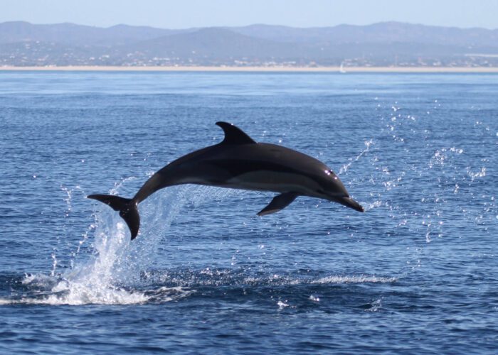 A common dolphin (Delphinus Delphis) leaping out of the water with the ocean and distant shoreline in the background on a clear, sunny day.